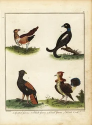 Federwild: Tüpfelhuhn, Birkhuhn, Auerhuhn, Heidehahn. 1792