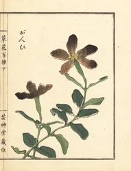 Ganpi oder Leimkraut, Lychnis-Arten (aus Kusa Bana Hyakushu)