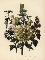 Gartenmalve, Althaea rosea, Mr. Munros Malve, Malva munroana, und Schmalblättrige Malve, Malva angustifolia. Handkolorierte Chromolithographie von Henry Noel Humphreys nach einer Illustration von Jane Loudon aus Mrs. Jane Loudons Ladies Flower Garden of Or