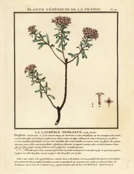 Seidelbast, Daphne cneorum