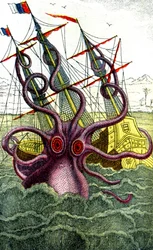 Riesenkalmar