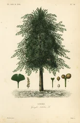 Ginkgo
