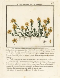 Scharfer Mauerpfeffer, Sedum acre