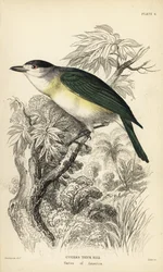 Grünrücken-Becard, Pachyramphus viridis (Cuviers Schnabel, Pachyrhynchus cuvierii). Handkolorierter Stahlstich von William Lizars nach einer Illustration von William Swainson aus Sir William Jardine
