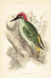 Grünspecht, Picus viridis, auf einem Baum sitzend