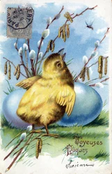 Grußkarte zu Ostern: ein Küken und Eier - Postkarte von 1906
