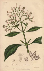 Grauer Quinquina (Cinchona officinalis) - Illustration aus „Medical Botanical, Description of the Medicinal Plants of London, Edinburgh and Dublin“ von John Stephenson und James Morss Churchill