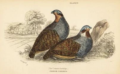 Rebhuhn, Perdix perdix (Gravur)