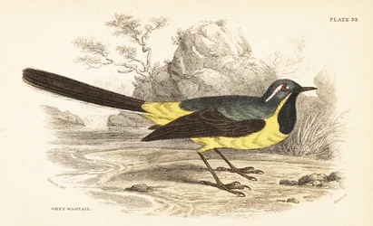 Gebirgsstelze, Motacilla cinerea