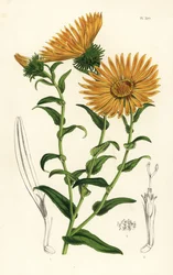 Grindelia grandiflora. Handkolorierte Lithographie aus Louis van Houtte und Charles Lemaires Flore des Serres et des Jardins de l