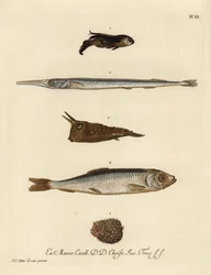 Knurrhahn, Chelidonichthys-Arten 1, Nadelfisch, Belone belone 2, Langhorn-Kuhfisch, Lactoria cornuta 3, Hering, Clupea harengus 4, und Wenigstacheliger Igelfisch, Chilomycterus reticulatus 5. Handkolorierte Kupferstichgravur nach einer Illustration von Joh