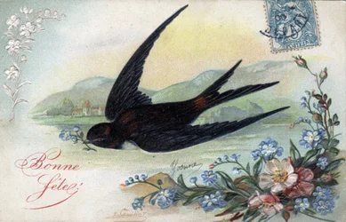 Geburtstagskarte: Schwalbe bringt eine Blume - Postkarte von 1906
