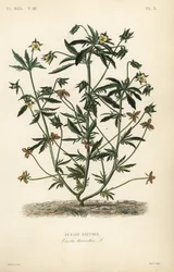 Wildes Stiefmütterchen
