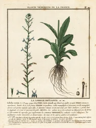 Heide-Lobelie, Lobelia urens