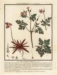 Stinkender Storchschnabel, Geranium robertianum