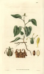 Houttuynia hat weiße Blüten, mit Details von Früchten, Stempel und Staubblättern. Sorte aus Asien. Illustration von Wiliam Jackson Hooker (1785-1865), britischer Botaniker und Schriftsteller, Professor an der Universität Glasgow (Schottland) und Herausgebe