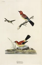 Kolibri, Buchfink und Bachstelze