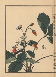 Ichigo oder Erdbeere, Fragaria ananassa. Handkolorierter Holzschnitt von Kono Bairei aus Kusa Bana Hyakushu (Hundert Blumenarten)