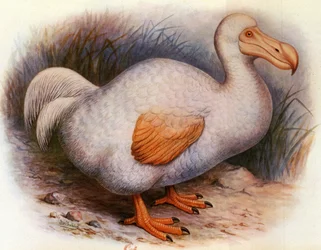 Illustration/Didus solitarius/Weißer Dodo von der Réunion/Solitär
