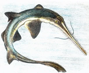 Illustration eines Schwertfischs (Xiphias gladius)