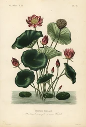 Indische Lotosblume