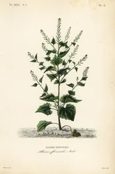 Knoblauchsrauke