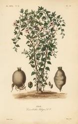 Jalape