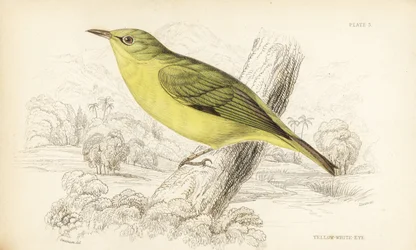 Javanischer Weißaugenvogel, Zosterops flavus (Gelbweißaugenvogel, Zosterops flava). Handkolorierter Stahlstich von William Lizars nach William Swainson aus Sir William Jardine