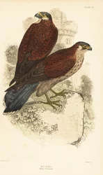 Turmfalke, Männchen und Weibchen, Falco tinnunculus, vor einer Ruine 1889