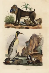 Königspinguin und Mandrill, gefährdet