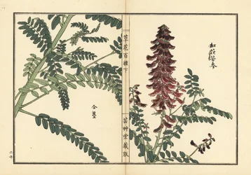 Kouka oder Kujin, Sophora flavescens (aus Kusa Bana Hyakushu)