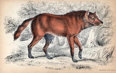 Le loup à crinière, Chrysocyon brachyurus - Lithographie von Colonel Charles Hamilton Smith zur Illustration von „Naturalist