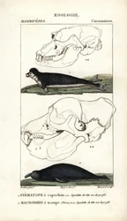 Der Kapuzenstirnvogel und der Elefantenrobbe