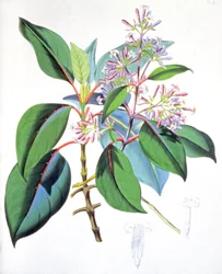 Blätter und Blumen des Chinarindenbaums, um 1850