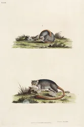 Lemuren