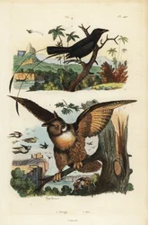 Kleiner Fahnenschwanz-Drongo, Dicrurus remifer und Uhu, Bubo bubo