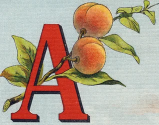 Buchstabe A: Aprikose. Gravur in "Alphabet de ma petite fille". Bernardin-Bechet und Fils, Buchhändler-Verleger, Paris, um 1895.