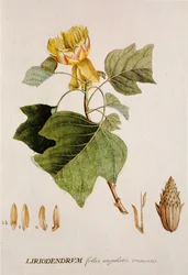 Liriodendron tulipifera/Tulpenbaum