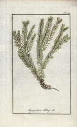 Keulen-Bärlapp oder Arznei-Bärlapp (Lycopodium clavatum). Lithographie aus „Afbeelding der Artseny-Gewassen“ von Johannes Zorn (1739-1799), Niederlande