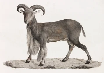 Säugetiere: ein Berberschaf