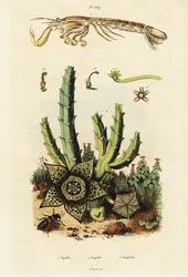 Fangschreckenkrebs, Sternblume und Käfer (Gravur)
