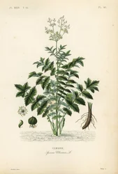 Mädesüß oder Wiesenkönigin, Filipendula ulmaria
