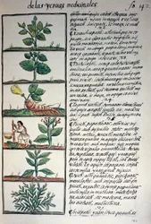 Heilpflanzen, Text in Nahuatl