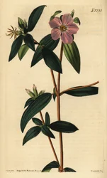 Melastoma osbeckioides. Handkolorierter Kupferstich von Weddell nach einer Illustration von John Curtis aus Samuel Curtis