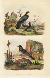 Merlin, Falco columbarius, und Moltonis Grasmücke, Sylvia subalpina