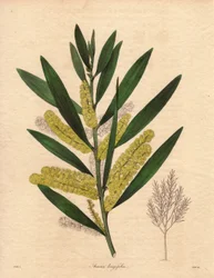 Mimosenraupe (Acacia longifolia). Illustration von R. Mills in The Botanist, Serie von Benjamin Maund
