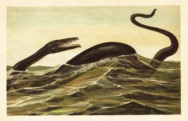 Mosasaurus hoffmannii, ausgestorbenes aquatisches Reptil. 1908 (Lithografie)