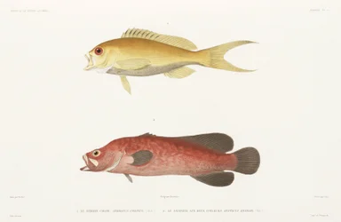 Gefleckter Seifenfisch und Rubin-Anthias