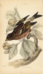 Bergfink oder Brambling, Fringilla montifringilla (Stich)