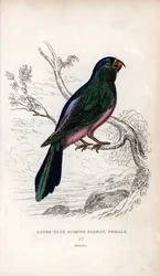 Müllersittich, Tanygnathus sumatranus. Lithographie von Joseph Kidd nach einer Zeichnung von John Audubon, in Miscellany of Natural History: Parrots, Sir Thomas DiK Lauder und Captain Thomas Brown, veröffentlicht in Edinburgh, Schottland